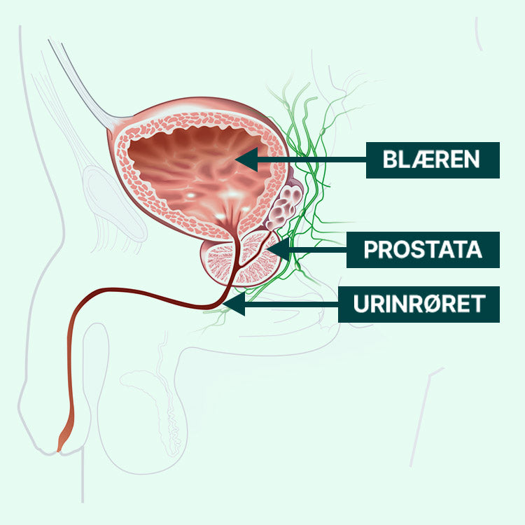 Illustration af blæren, prostata og urinrøret