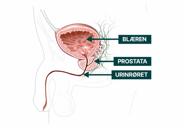 Tjek dig selv: 4 tegn på normal prostatafunktion