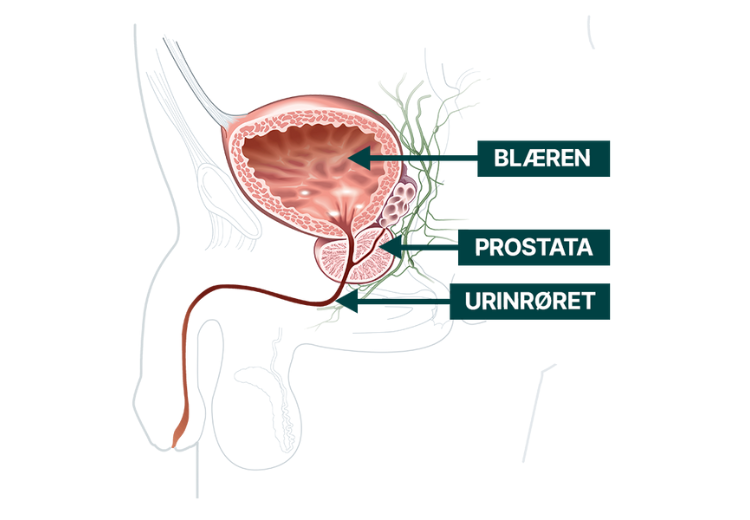 Tjek dig selv: 4 tegn på, at du har en normal prostatafunktion