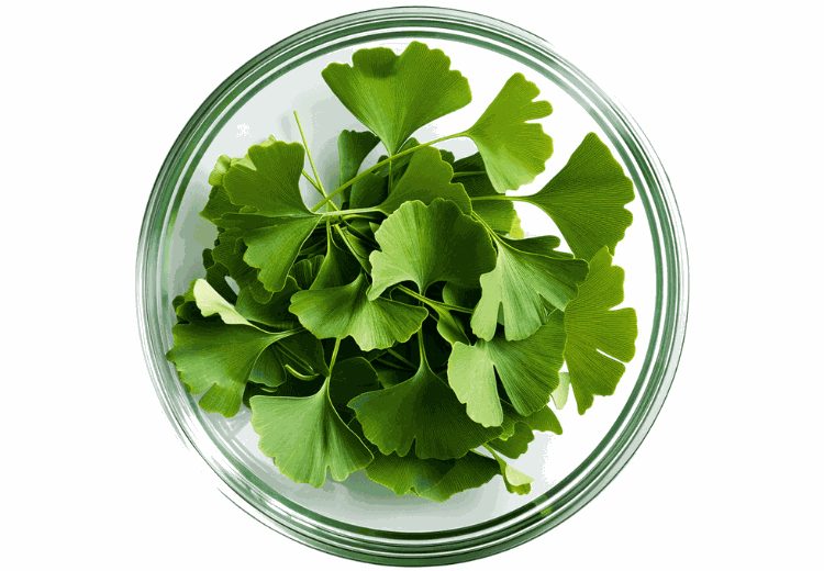 Ginkgo biloba blade - naturlig urt til kredsløb og kognitiv funktion
