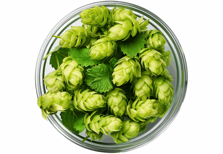 Humle kogler - naturlig urt til søvn og afslapning i kosttilskud