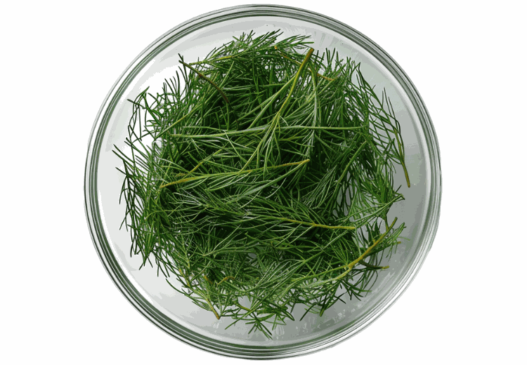 Agerpadderokke plante - naturlig kilde til silicium i kosttilskud