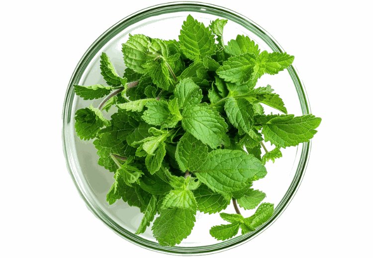 Citronmelisse plante - naturlig urt til søvn og ro i kosttilskud