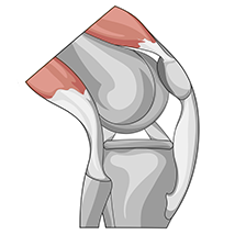 Illustration af muskler