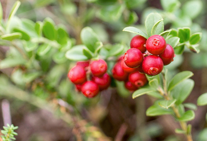 BerryFlow produktemballage med piller