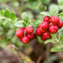 BerryFlow produktemballage med piller