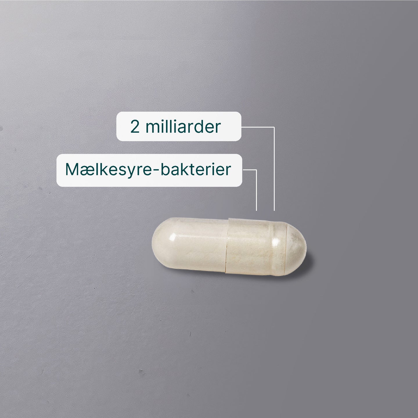 Mælkesyrebakterier billede 5