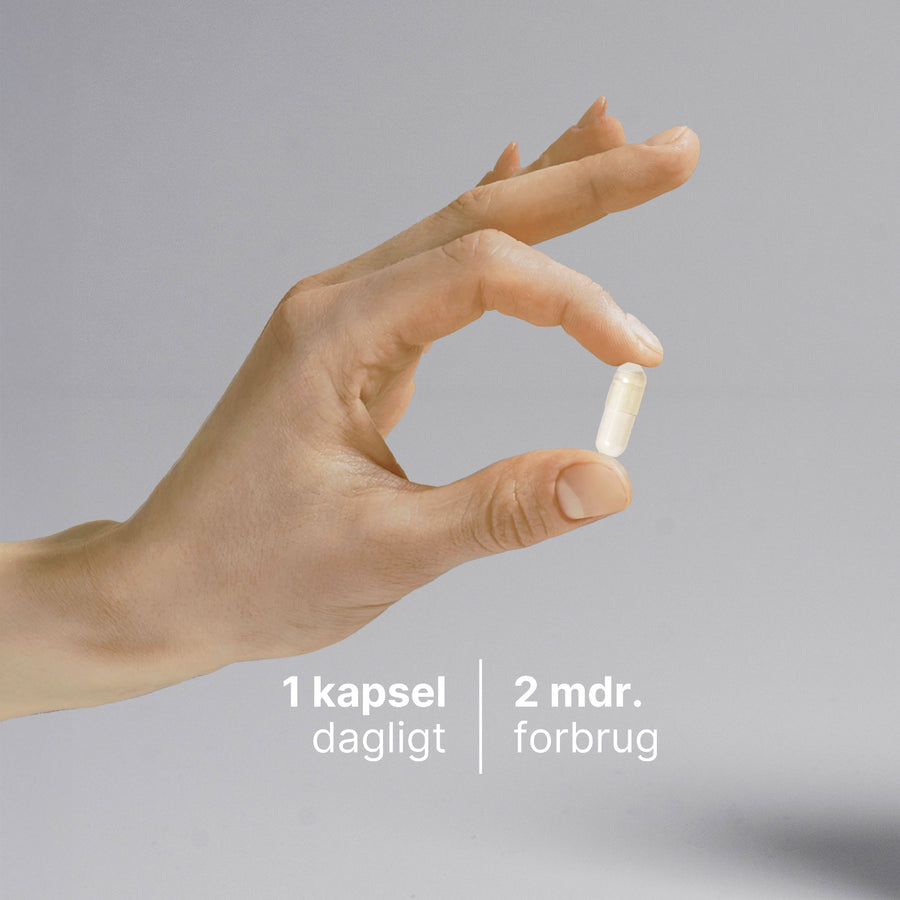 Mælkesyrebakterier billede 4