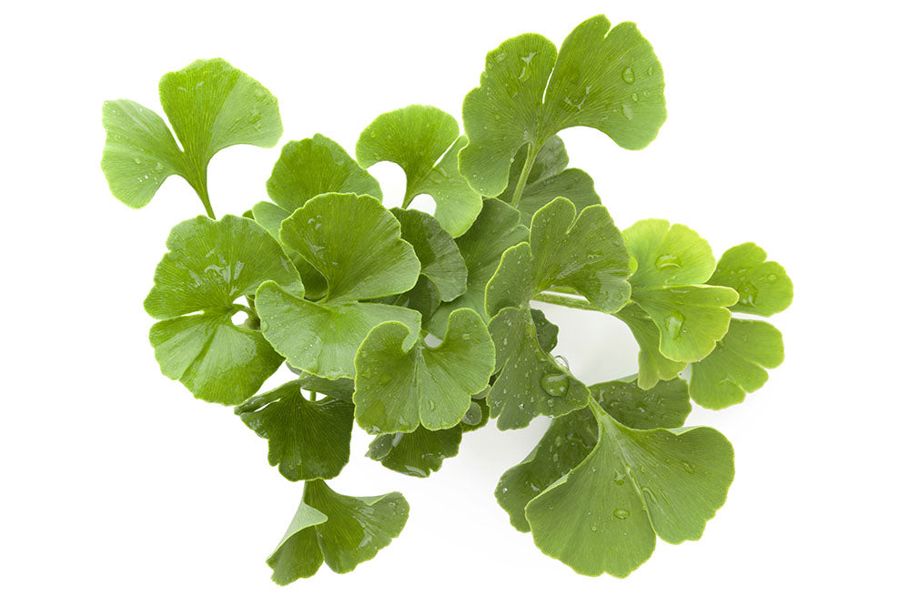 Ginkgo biloba, naturlig ingrediens i Wellvita kosttilskud.