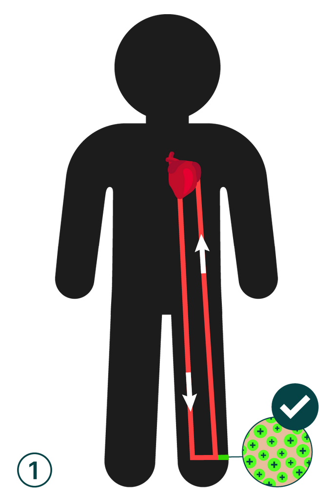 Blodcirkulation i kroppen