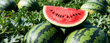 Virizil men's supplement with ginseng tablets for energy and vitality