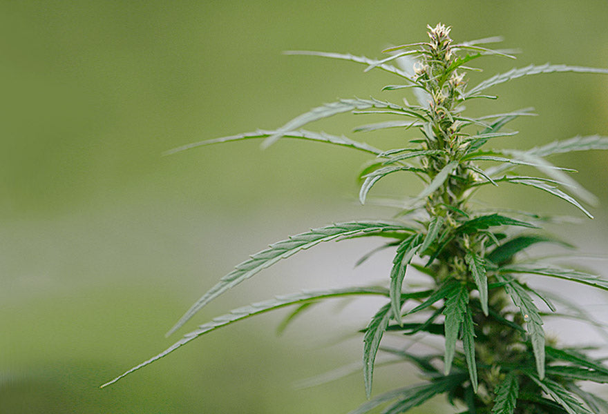 Movizin Green billede 5