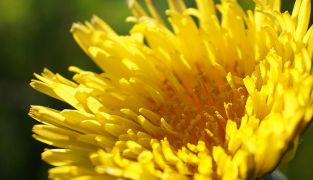 Macoform kosttilskud med artiskok- og mælkebøtteekstrakt til leverafgiftning og fordøjelsesbalance, 30 tabletter.