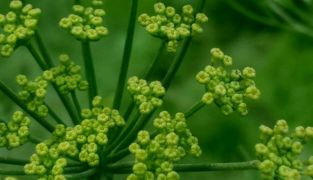 Prostabona Plus til prostatafunktion med indhold af hørfrø/linfrø, fennikel, zink, Vitamin E og selen, 30 tabletter