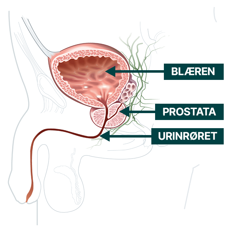 Illustration af en mands prostata
