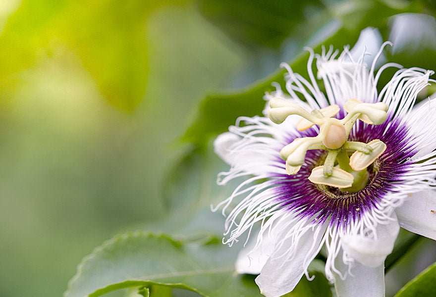 Sedaforte Plus billede 4