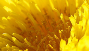 Hydrolet kosttilskud med agerpadderokke, hibiscus og kalium til støtte for nyrer og blodtryk.