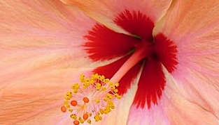 Hydrolet kosttilskud med agerpadderokke, hibiscus og kalium til støtte for nyrer og blodtryk.