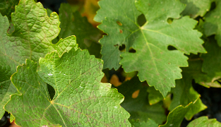 Produktemballage af Venolet med piller