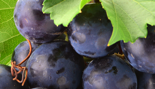 Produktemballage af Venolet med piller