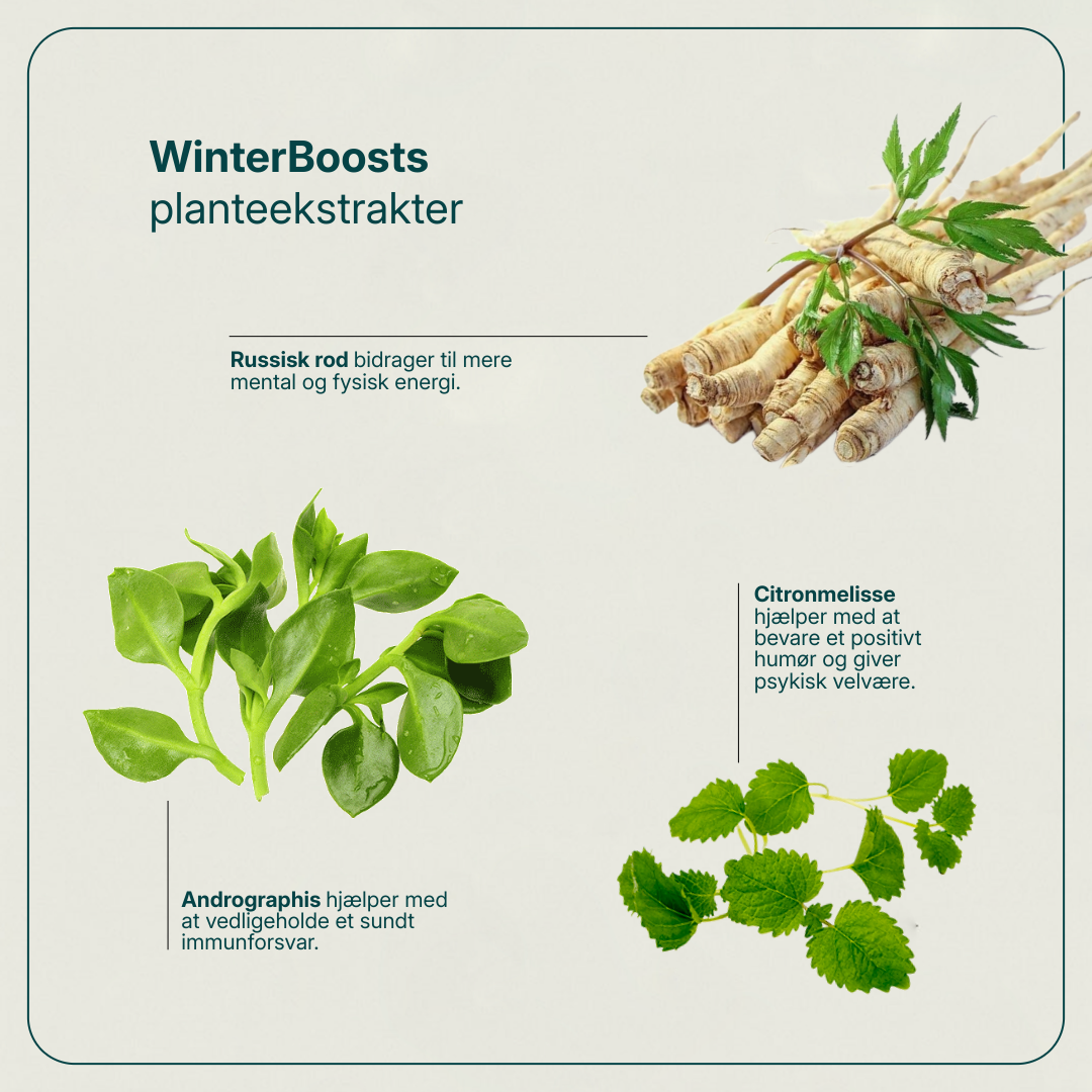 WinterBoost vitamin D-tilskud med urter for energi, humør og immunforsvar om vinteren