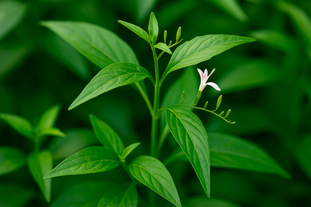 WinterBoost vitamin D-tilskud med urter for energi, humør og immunforsvar om vinteren