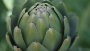 Macoform kosttilskud med artiskok- og mælkebøtteekstrakt til leverafgiftning og fordøjelsesbalance, 30 tabletter.