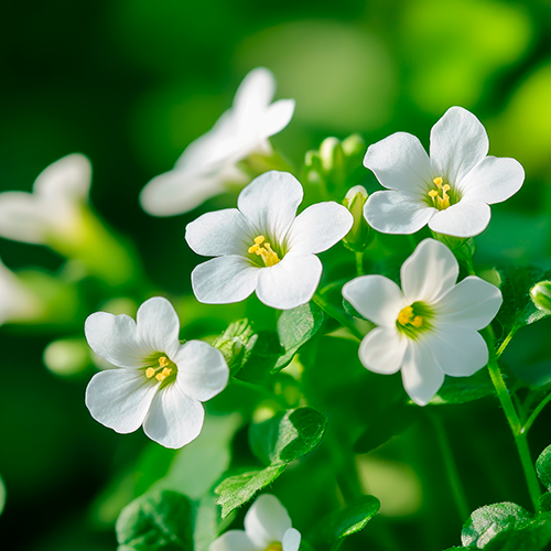 Cirkulet kosttilskud til kredsløb og koncentration med Ginkgo biloba | Wellvita
