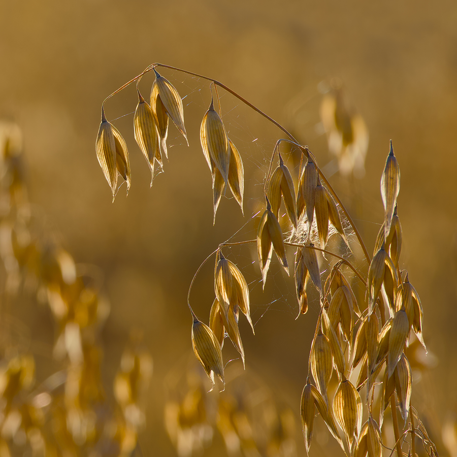 Strezza kosttilskud mod stress med schisandra, russisk rod og havrestrå for bedre ro og energi