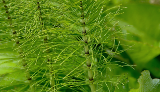 Hair Grow produktemballage