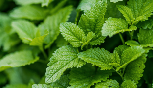 WinterBoost supplement bottle with winter-themed background promoting vitamin D and immune support