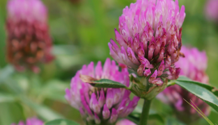 Menoflora produktemballage med piller