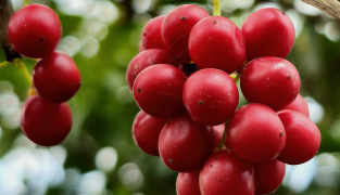 Sedaforte sleep aid supplement with lemon balm, chamomile, hops, and schizandra tablets by Wellvita