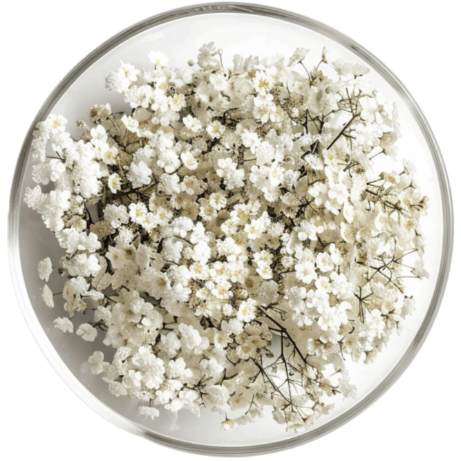 Redina dietary supplement for menopause support with dong quai, sage, dandelion, yarrow, and vitamin B6 tablets by Wellvita